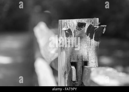 Abblätternde Rinde auf einen Zaunpfahl Land Stockfoto