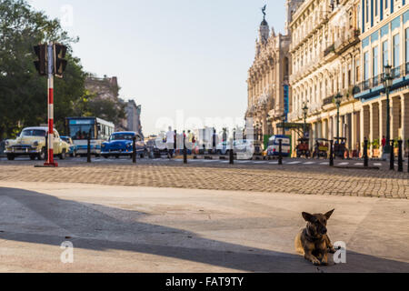 Ein Hund liegt am Ende des 1km Bäumen gesäumten Boulevards genannt Prado in Havanna früh am Morgen. Stockfoto