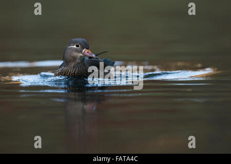 Weibliche Mandarinente / Mandarinente (Aix Galericulata) schwimmt näher, Zuschauern auf. Stockfoto