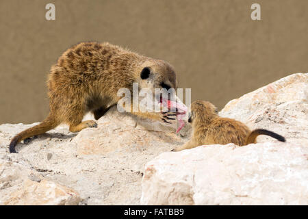 Erdmännchen (Suricata Suricatta) kämpfen für Essen Stockfoto