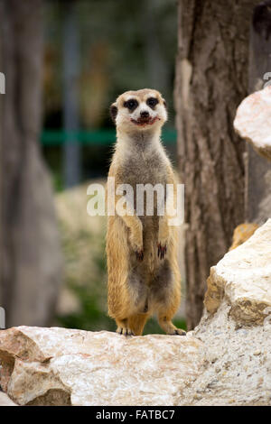 Erdmännchen (Suricata Suricatta) mit blutigen Lächeln Stockfoto