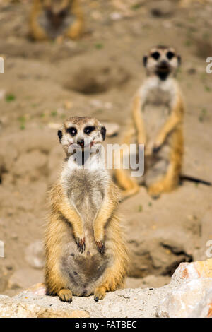 Erdmännchen (Suricata Suricatta) mit blutigen Lächeln Stockfoto