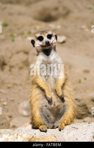 Erdmännchen (Suricata Suricatta) mit blutigen Lächeln Stockfoto