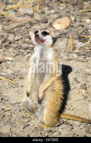 Erdmännchen (Suricata Suricatta) beobachten den Himmel mit blutigen Lächeln Stockfoto