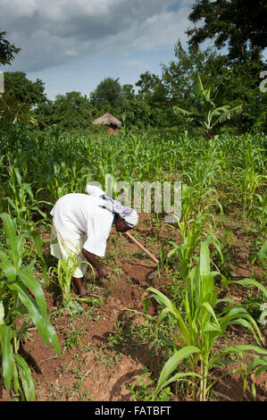 Kenianische Frau Bauer Jäten in ihrem Mais Grundstück, mit einer Hacke. Kenia. Stockfoto