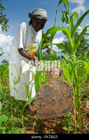 Kenianische Frau Bauer Jäten in ihrem Mais Grundstück, mit einer Hacke. Kenia. Stockfoto