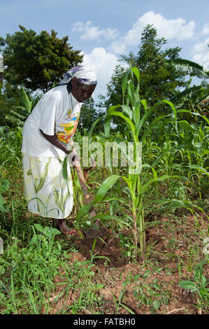 Kenianische Frau Bauer Jäten in ihrem Mais Grundstück, mit einer Hacke. Kenia. Stockfoto