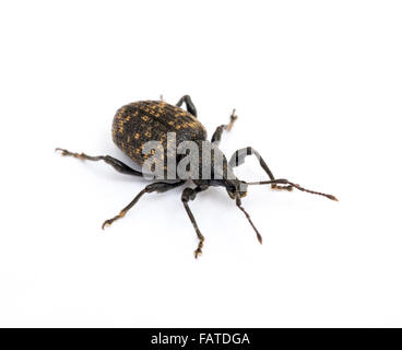 Rebe Käfer Käfer Stockfoto