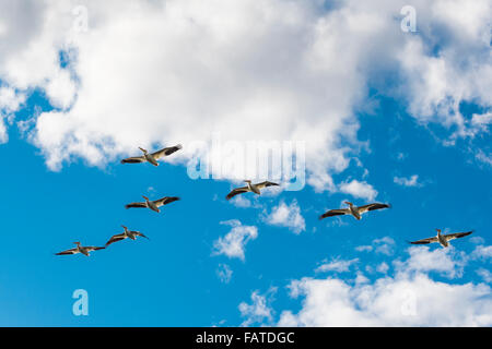 Herde von weißen Pelikane fliegen in V-formation Stockfoto