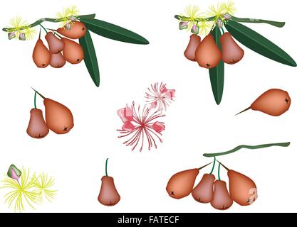 Eine Illustration Sammlung verschiedener Stil rot Süßwasser Apple oder Rosenapfel mit grünen Blätter und Blume Blüte hängen Stock Vektor