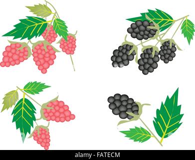 Eine Illustration Sammlung von leckeren frischen Himbeeren und Brombeeren mit grünen Blättern hängen Ast Stock Vektor