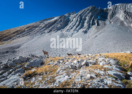 Wilde Herde von hoch oben in einem Berg Cirque große gehörnte Schafe. Kananaskis Country Alberta Kanada Stockfoto