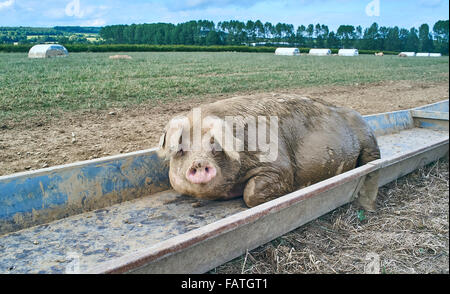 Eine müde alte aufgezogen organisch Freilandhaltung Sau Schwein Reste in den Trog in einem Feld Stockfoto