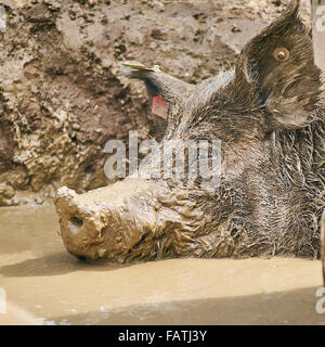 Schuss in den Kopf eines freien Bereich Schweins im Schlamm suhlen Stockfoto