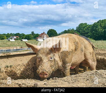 Eine inländische Wildschwein oder Schweine suhlen im Schlamm auf einer Schweinefarm organische Freilandhaltung Stockfoto