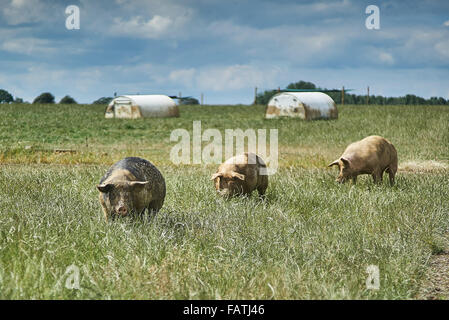 Drei Freilandhaltung Bio Schweine in einer Wiese im Sommer mit zwei Schwein Tierheime Stockfoto