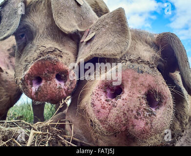 Kopfschuss von freilaufenden Schweinen in einer Wiese hautnah Stockfoto