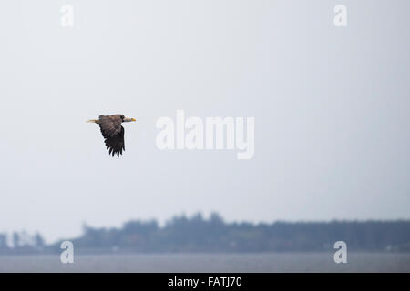 Wilde Weißkopf-Seeadler an der Küste Haida Gwaii British Columbia Kanada Stockfoto