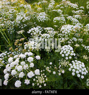 Hemlock Wasser asiatische Oenanthe crocata Stockfoto