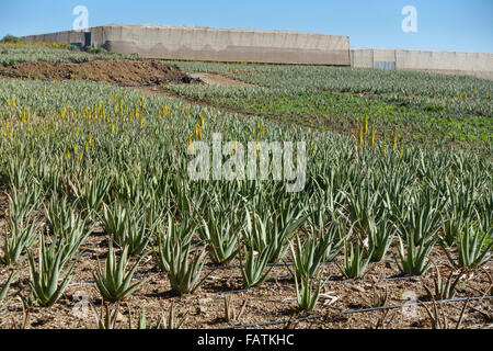 Teneriffa, Kanarische Inseln - Aloe Park Teneriffa, Aloe Vera Farm am Benitez. Stockfoto