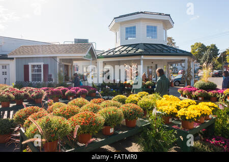 Kürbis-Ernte im Herbst Stockfoto