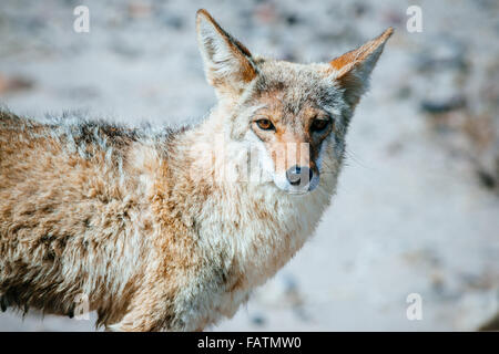 Coyote (Canis latrans) aus der Nähe im Death Valley National Park, USA Stockfoto