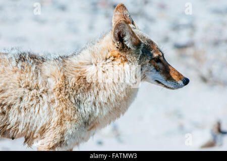 Coyote (Canis latrans) aus der Nähe im Death Valley National Park, USA Stockfoto