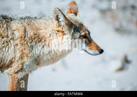 Coyote (Canis latrans) aus der Nähe im Death Valley National Park, USA Stockfoto