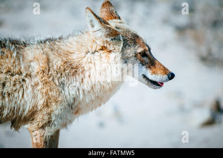 Coyote (Canis latrans) aus der Nähe im Death Valley National Park, USA Stockfoto