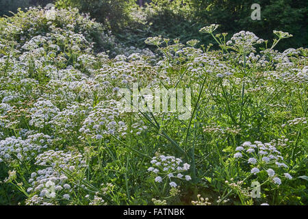 Hemlock Wasser asiatische Oenanthe crocata Stockfoto