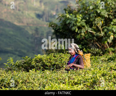 Tamilische Frau holt Tee am Teeplantage in der Nähe von Hatton, Sri Lanka Stockfoto