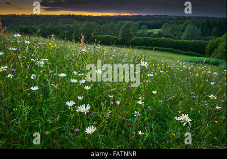 Alten Mähwiese von Sussex Weald in Blüte Stockfoto