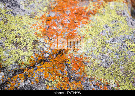 Mischung von gelb und Orange Crustose Flechten auf einem Felsen Stockfoto