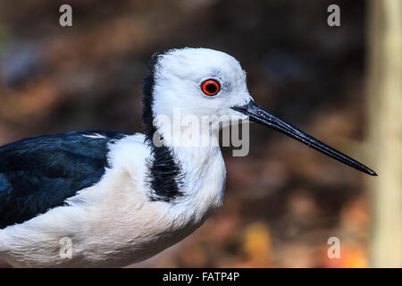 Nahaufnahme von einem jungen australischen gebändert Stelzenläufer. Stockfoto
