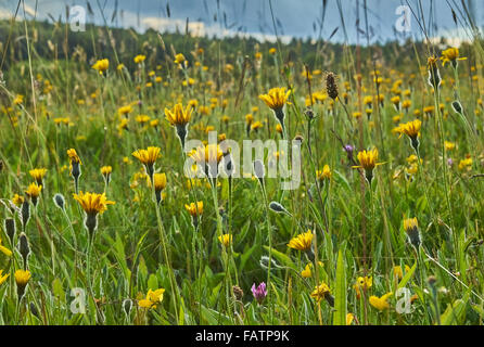 Alten Mähwiese von Sussex Weald in Blüte Stockfoto