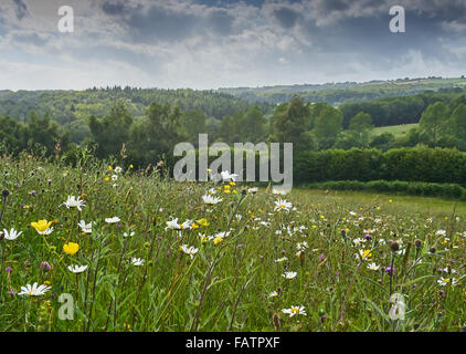 Alten Arten reichen Neutral Grünland Wiese in der hohen Weald von Sussex auf Felsen Bauernhof Stockfoto