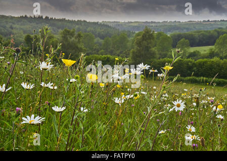 Alten Arten reichen Neutral Grünland Wiese in der hohen Weald von Sussex auf Felsen Bauernhof Stockfoto