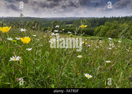 Alten Arten reichen Neutral Grünland Wiese in der hohen Weald von Sussex auf Felsen Bauernhof Stockfoto