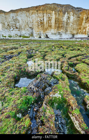 Die Welle schneiden Plattform auf der Küste von Sussex in der Brighton, Newhaven Klippen SSSI Stockfoto