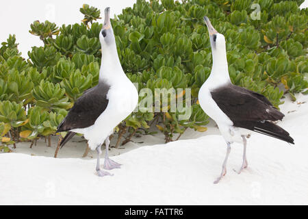Zwei Laysan Albatrosses (Phoebastria immutabilis) zeigen in den Himmel und stehen während des Balztanzes am pazifischen Inselstrand auf Zehenspitzen Stockfoto