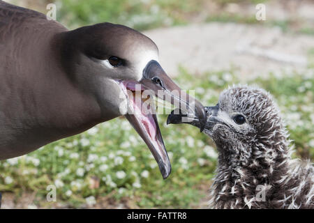 Schwarzfuß-Albatross (Phoebastria nigripes)-Elternteil füttert im Midway Atoll National Wildlife Refuge Magenöl an junges Küken durch Aufstoßen Stockfoto