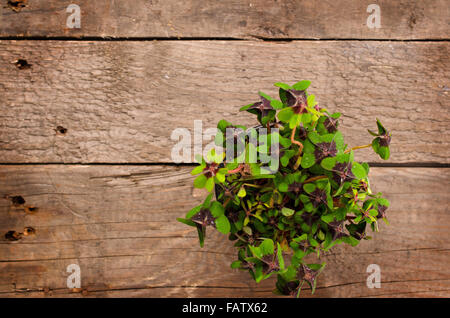 Klee auf einem rustikalen Holztisch mit Platz für Text oder Bild Stockfoto