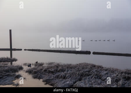 Enten und Kanadagänse auf dem Fraser River in Vancouver Stockfoto