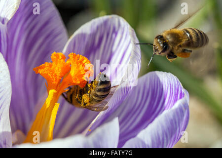 Crocus 'Pickwick' in Blüte und Honigbiene fliegt zur Blüte Stockfoto