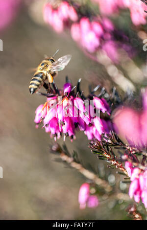 Erica carnea syn. Herbacea 'Pirbright Rose' Honigbiene fliegt zu Winterheide Stockfoto