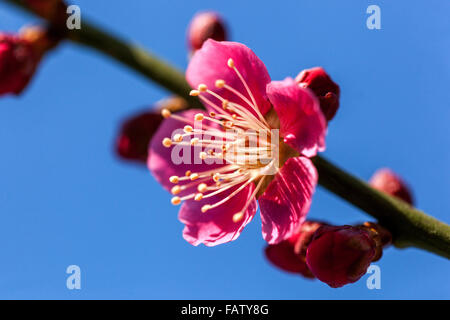 Prunus japanische Aprikose Prunus Beni Chidori, Chinesische oder japanische Aprikose pflaume Nahaufnahme Blume Stockfoto