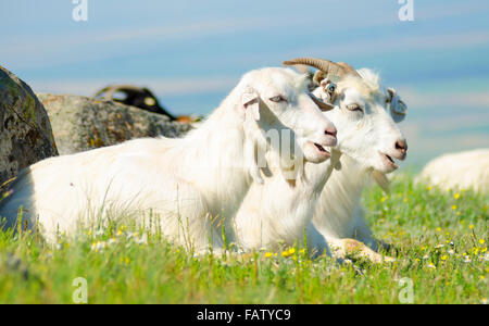 zwei weiße Ziegen nebeneinander stehen Stockfoto