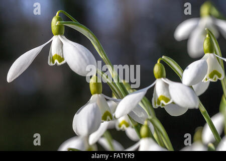 Galanthus nivalis Snowdrop, weiße Blumen Stockfoto