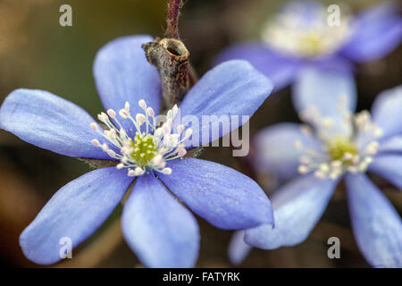 Kidneywort, Lebermoos blau Frühling Blumen Hepatica nobilis Stockfoto