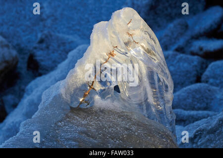 Eis bedeckt Pflanzen, Finnland Europa Stockfoto